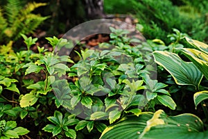 Pachysandra terminalis Green Carpet planted in shady garden with hostas.