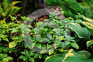 Pachysandra terminalis Green Carpet planted in shady garden with hostas. photo