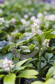 pachysandra terminalis inflorescence