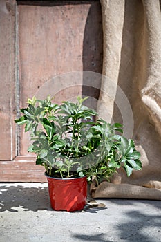 Pachysandra terminalis, the Japanese pachysandra, carpet box or Japanese spurge ('Green Carpet