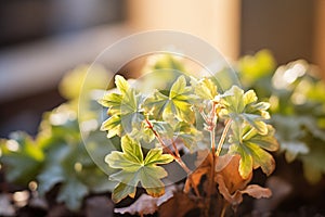 pachysandra terminalis under soft sunlight