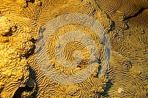 Pachyseris speciosa coral in tropical sea, underwater