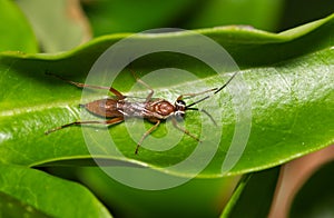 Pachysomoides fulvus parasitic wasp resting inside a green leaf.