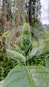 Pachystachys Coccinea flower petals, flower parts growing immediately between the petals portrait