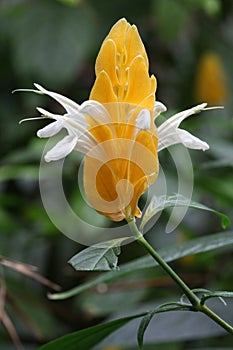 Pachystachys lutea photo