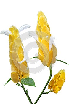 Pachystachys lutea Flower photo