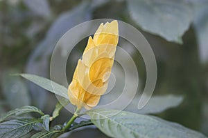 Pachystachys lutea flower