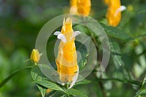 Pachystachys lutea, Golden Shrimp Plant photo