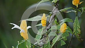 Pachystachys lutea (golden shrimp plant, lollipop plant, lilin emas, tanaman lolipop)