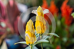Pachystachys lutea, known by the common names lollipop plant and golden shrimp plant photo