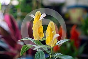 Pachystachys lutea, known by the common names lollipop plant and golden shrimp plant photo