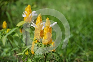 Pachystachys Lutea; Lollipop plant