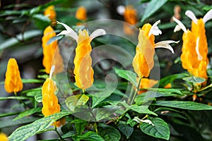 Pachystachys lutea yellow shrub in garden