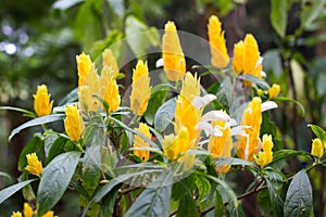 Pachystachys lutea yellow shrub in garden. Lollipop golden shrimp plant.