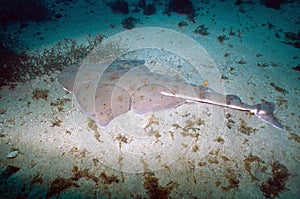 Pacific Angel Shark - Catalina Island