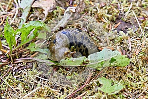 Pacific Banana Slug