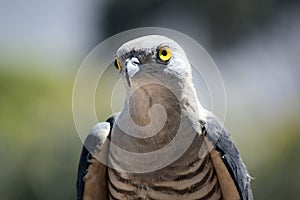 A Pacific Baza