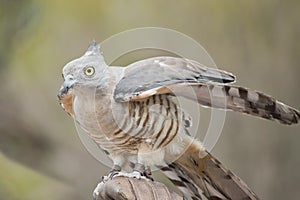 The Pacific baza has a grey face with yellow eyes white and brown striped chest and drak grey wings