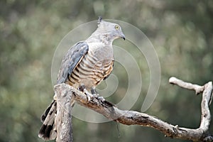 The pacific baza is resting on a perch