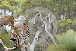 The Pacific baza is about to fly off the tree