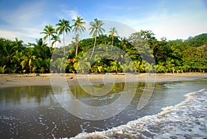 Pacific beach with coconut palms in Costa Rica photo