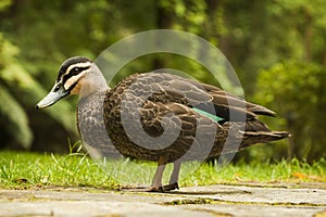 Pacific Black duck