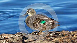 Pacific Black Duck