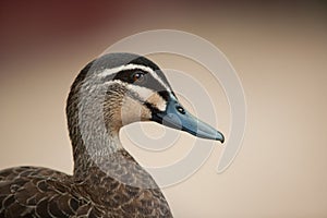 Pacific black duck