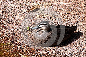 Pacific Black Duck - Anas superciliosa