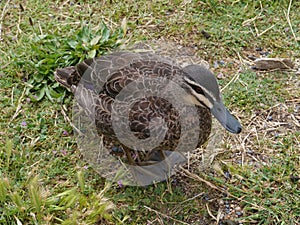A Pacific Black Duck