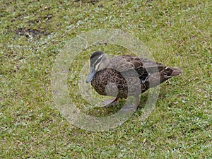 A Pacific Black Duck