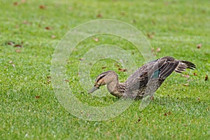 Pacific Black duck, dabbling duck walking on green grass foraging for food, Tasmania Australia