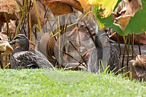 Pacific Black Duck, dabbling ducks, sitting on green grass near