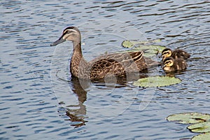 Pacific Black duck with duclings