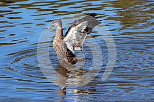 Pacific black duck flapping its strong wings after a swim in the blue lake. photo