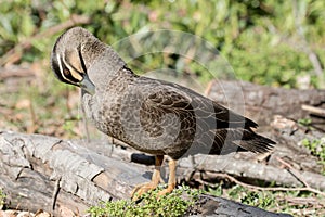 Pacific Black Duck