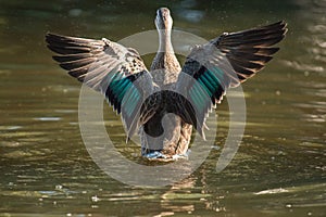 Pacific Black Duck Preening