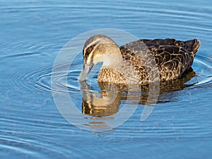 Pacific Black Duck with Reflection