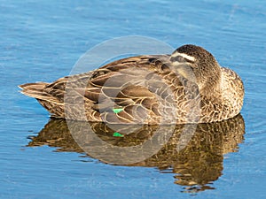 Pacific Black Duck Relaxing