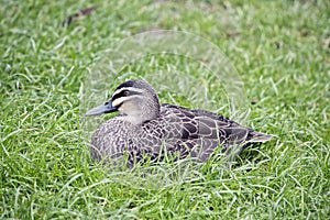 Pacific black duck
