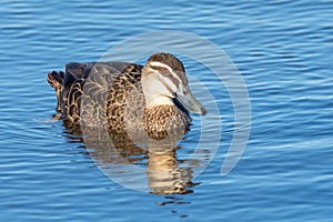 Pacific Black Duck in Western Australia