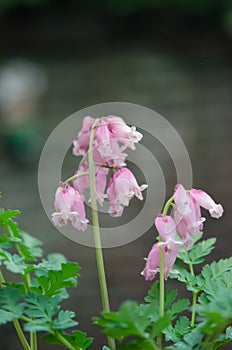 Pacific Bleeding heart Dicentra formosa Spring magic, pink flowers