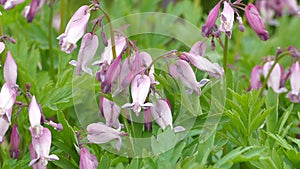 Pacific Bleeding Heart flowers, heart-shaped pink flowers of Dicentra formosa, closeup video footage