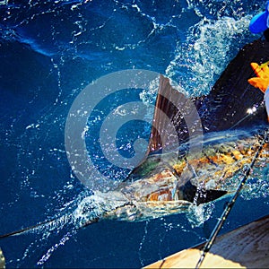 Pacific Blue Marlin tagged