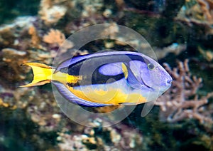 Pacific blue tang fish in the aquarium