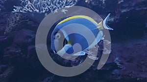 Pacific blue tang fish or Palette surgeonfish, Paracanthurus hepatus, Family Acanthuridae. A popular fish in marine aquariam