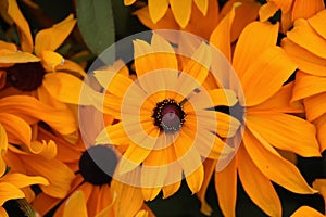 Pacific Calendula in the Butchart Garden