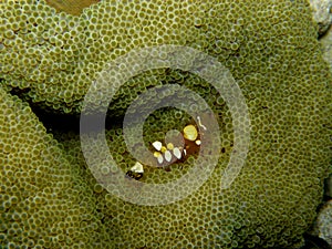 Pacific Carpet Anemone Popcorn Shrimp