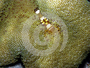 Pacific Carpet Anemone Popcorn Shrimp