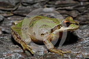 Pacific Chorus Frog on bark photo